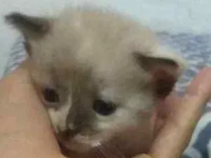 Gato raça SRD idade Abaixo de 2 meses nome Mel e avelã