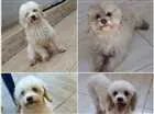 Cachorro raça Poodle toy idade 6 ou mais anos nome Maguinho