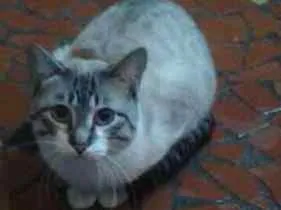 Gato raça ambos sexo idade 4 anos nome varios nomes
