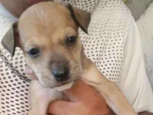 Cachorro raça fox paulistinha e pastor alema idade Abaixo de 2 meses nome nao tem