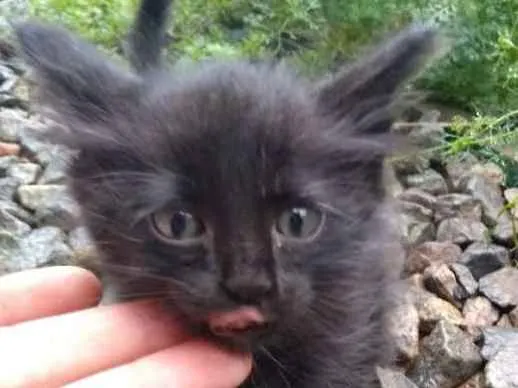 Gato ra a Gato idade Abaixo de 2 meses nome Não possui nome