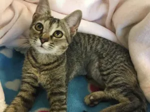 Gato raça SRD idade 2 a 6 meses nome LOU-LOU