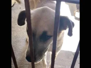 Cachorro raça  idade 4 anos nome Thomas