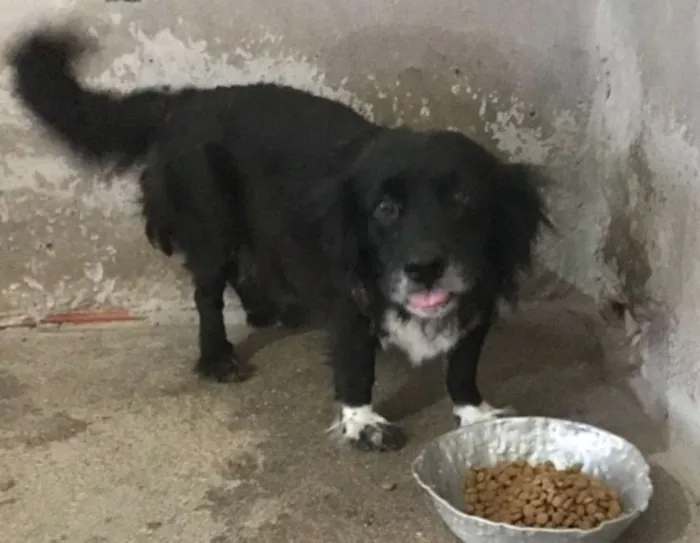 Cachorro ra a  idade 6 ou mais anos nome Vrios