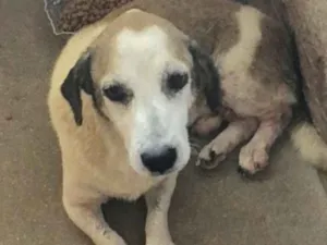 Cachorro raça  idade 6 ou mais anos nome Vrios