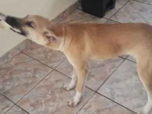 Gato raça Indefinida idade 7 a 11 meses nome Jhow