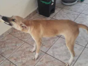 Gato raça Indefinida idade 7 a 11 meses nome Jhow
