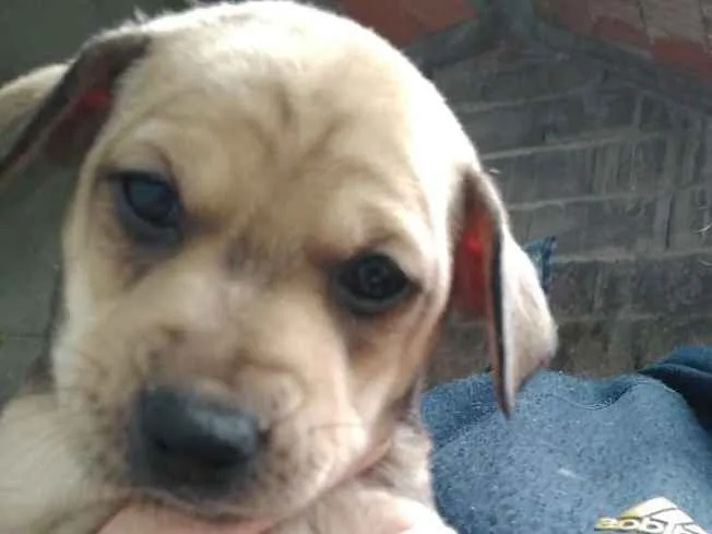 Cachorro ra a Srd idade Abaixo de 2 meses nome Filhotes