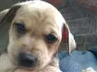 Cachorro raça Srd idade Abaixo de 2 meses nome Filhotes