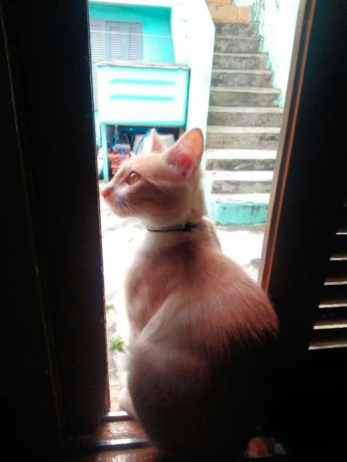 Gato ra a Gata  idade 7 a 11 meses nome Ariel