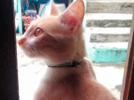 Gato ra a Gata  idade 7 a 11 meses nome Ariel