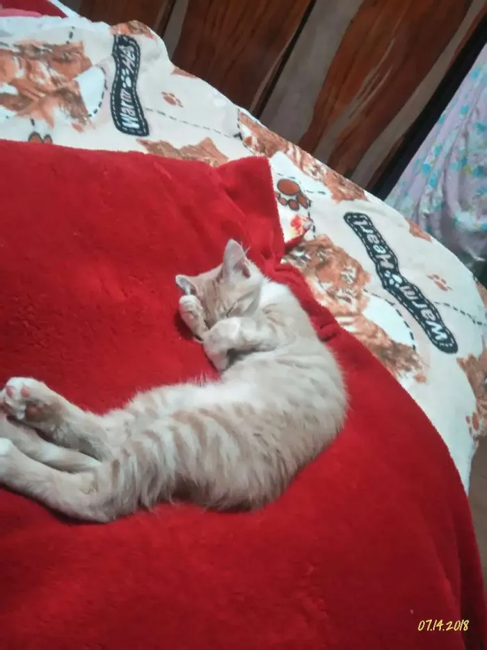 Gato ra a Gata  idade 7 a 11 meses nome Ariel