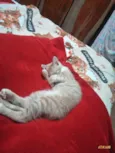 Ariel