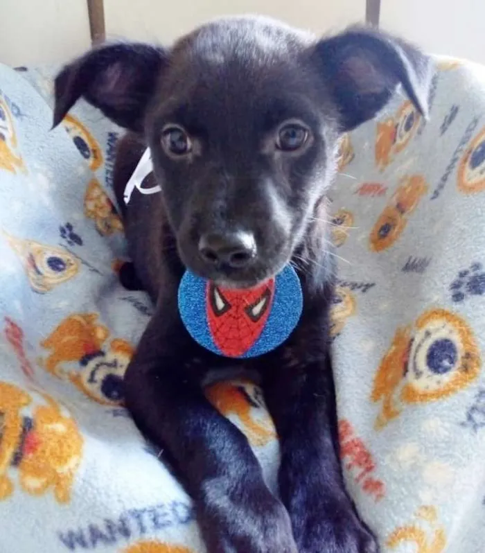 Cachorro ra a SRD idade 2 a 6 meses nome PINGO