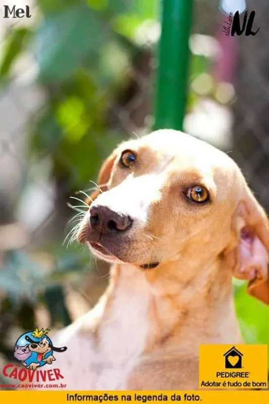 Cachorro raça SRD idade 1 ano nome Mel