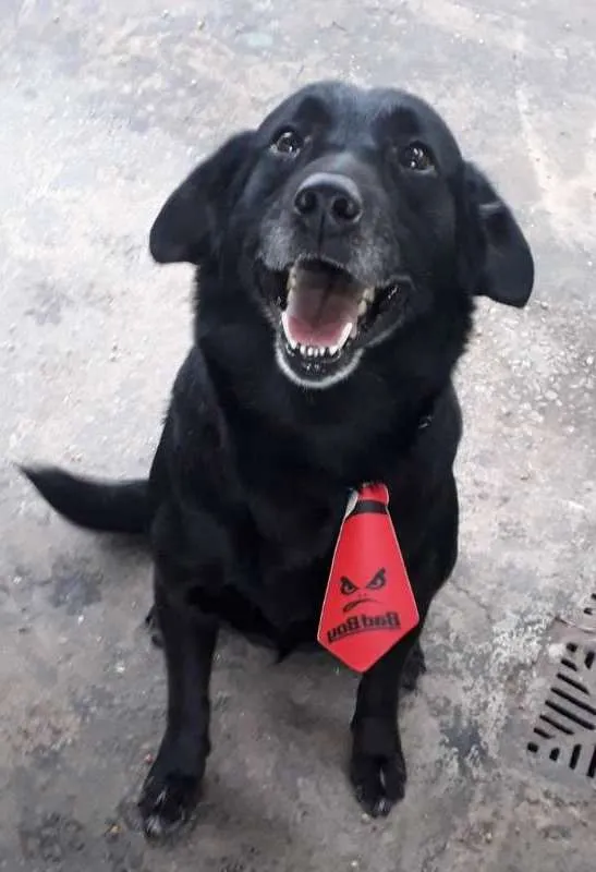 Cachorro ra a Mestiço de Labrador idade 5 anos nome Negão