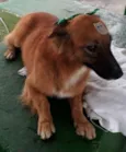 Laila