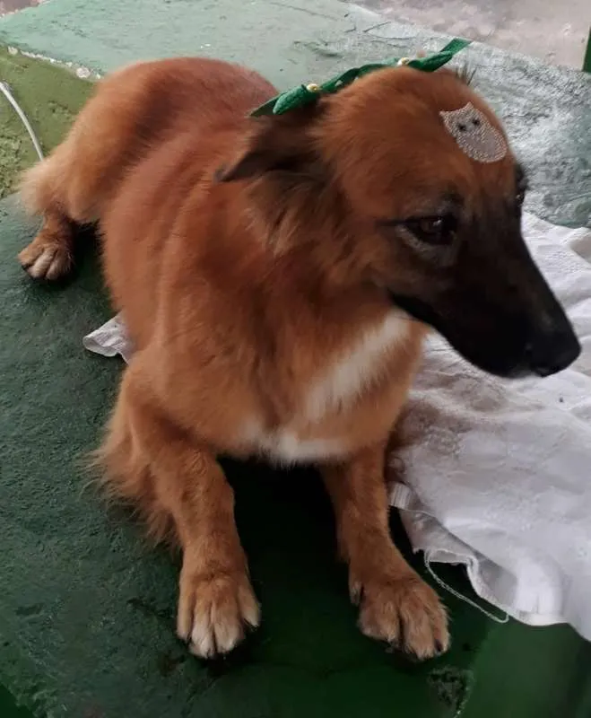 Cachorro ra a Mestiça idade 5 anos nome Laila