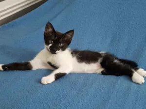 Gato raça Angorá idade Abaixo de 2 meses nome Miudinha