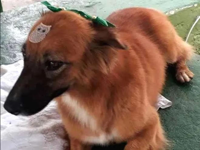 Cachorro ra a Mestiça idade 5 anos nome Laila
