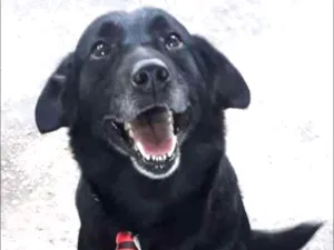 Cachorro raça Mestiço de Labrador idade 5 anos nome Negão