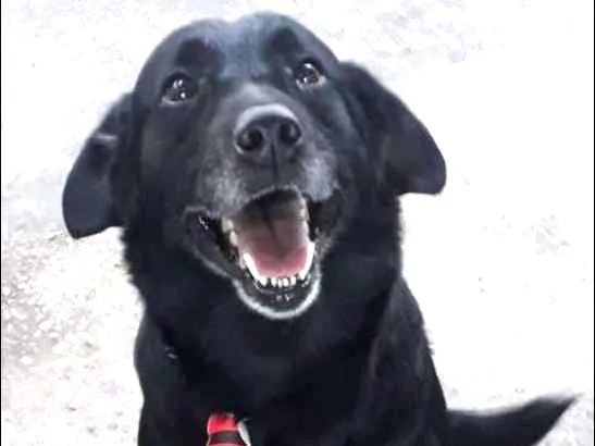 Cachorro ra a Mestiço de Labrador idade 5 anos nome Negão