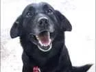 Cachorro raça Mestiço de Labrador idade 5 anos nome Negão