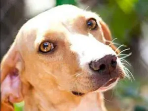 Cachorro raça SRD idade 1 ano nome Mel