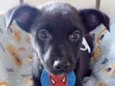 PINGO
