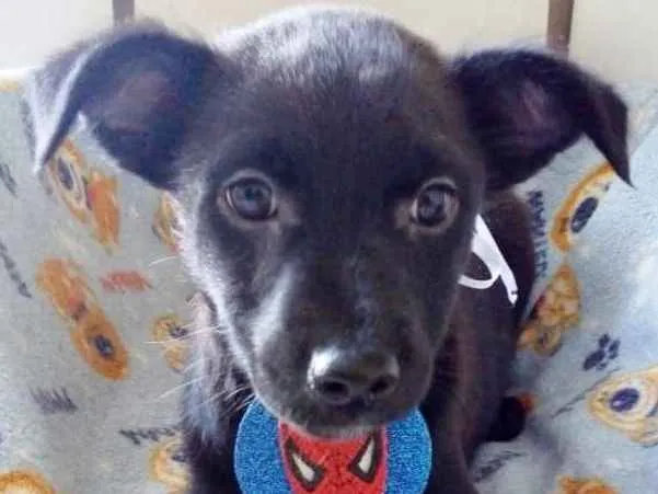 Cachorro ra a SRD idade 2 a 6 meses nome PINGO