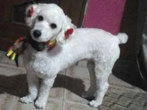 Cachorro raça Poodle  idade 7 a 11 meses nome Julie