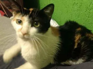 Gato raça  idade  nome ouro