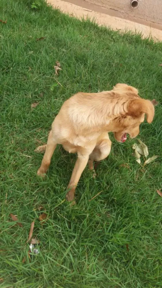 Cachorro ra a  idade 7 a 11 meses nome Eu chamaria de Mel