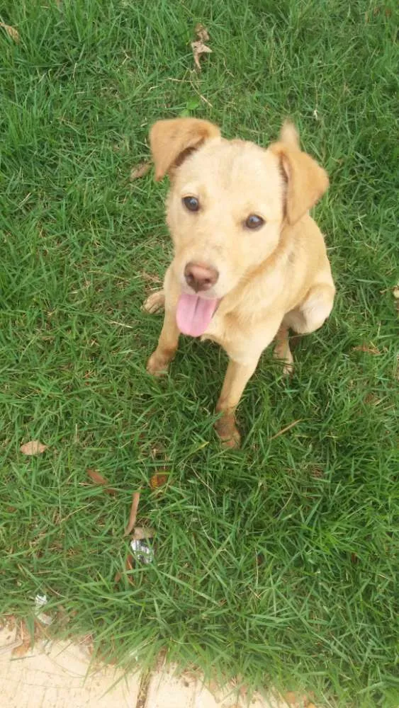 Cachorro ra a  idade 7 a 11 meses nome Eu chamaria de Mel