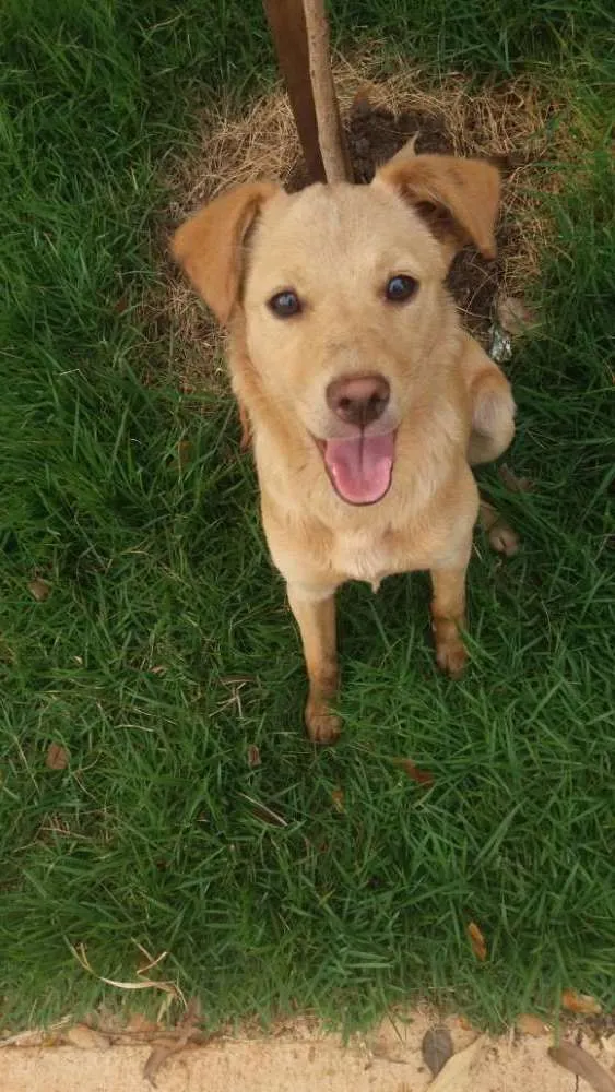 Cachorro ra a  idade 7 a 11 meses nome Eu chamaria de Mel