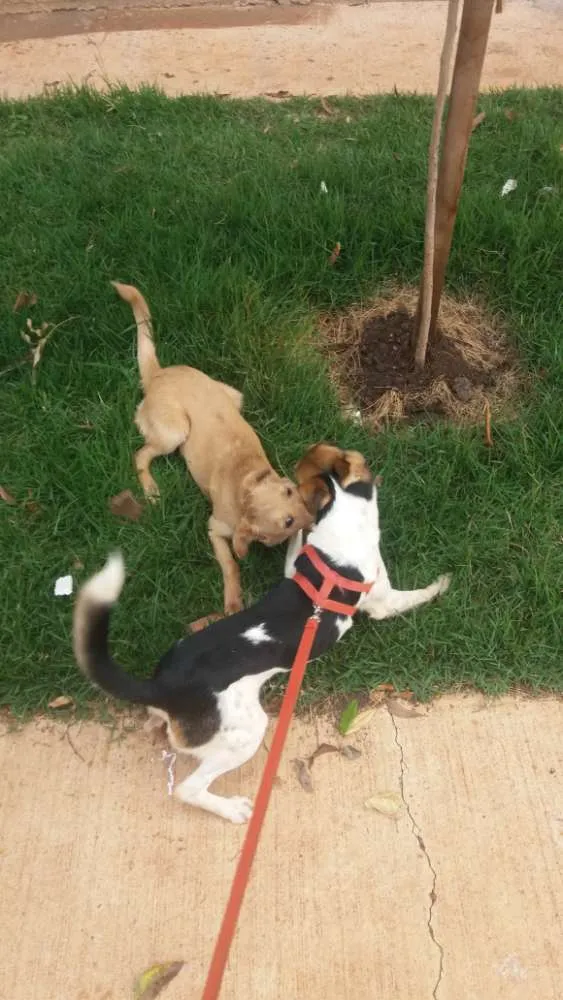 Cachorro ra a  idade 7 a 11 meses nome Eu chamaria de Mel