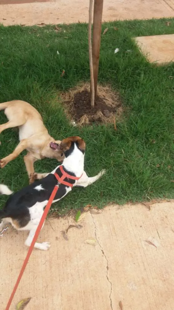 Cachorro ra a  idade 7 a 11 meses nome Eu chamaria de Mel