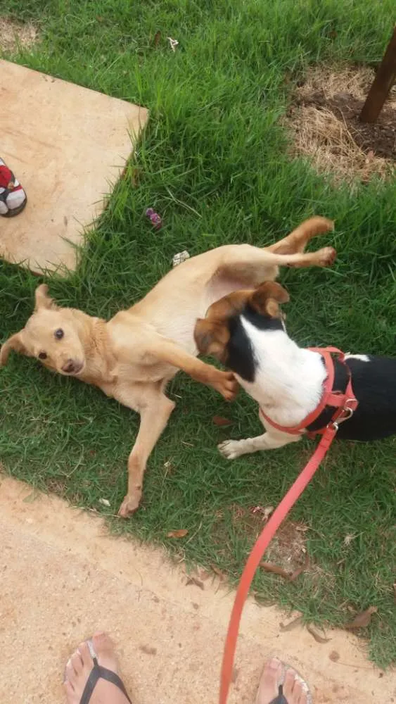 Cachorro ra a  idade 7 a 11 meses nome Eu chamaria de Mel