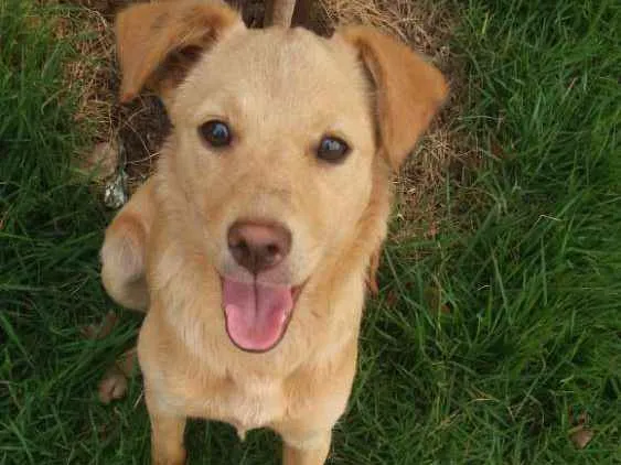 Cachorro ra a  idade 7 a 11 meses nome Eu chamaria de Mel