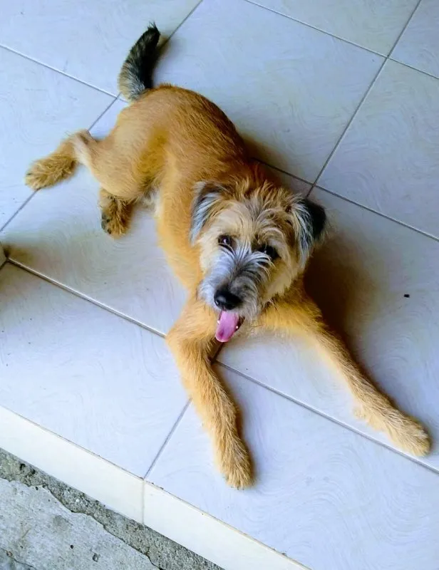 Cachorro ra a VIRA-LATA idade 2 a 6 meses nome JOHNNY