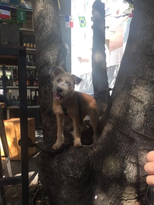 Cachorro ra a VIRA-LATA idade 2 a 6 meses nome JOHNNY