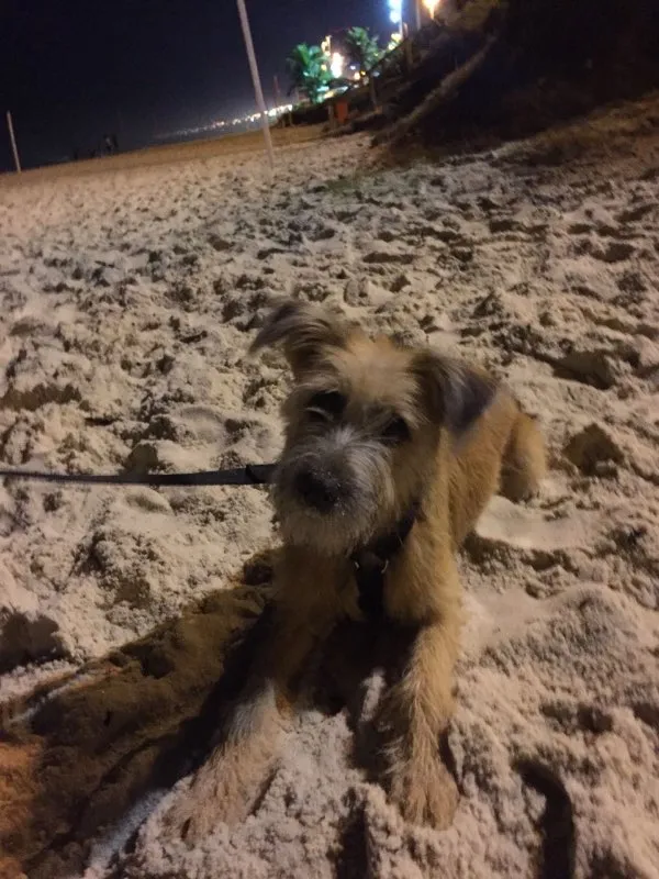 Cachorro ra a VIRA-LATA idade 2 a 6 meses nome JOHNNY