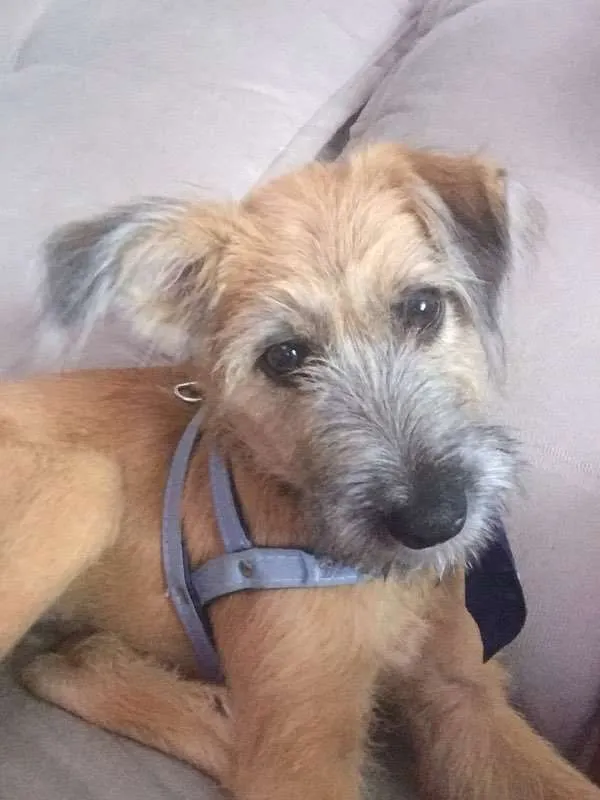 Cachorro ra a VIRA-LATA idade 2 a 6 meses nome JOHNNY