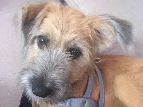 Cachorro ra a VIRA-LATA idade 2 a 6 meses nome JOHNNY