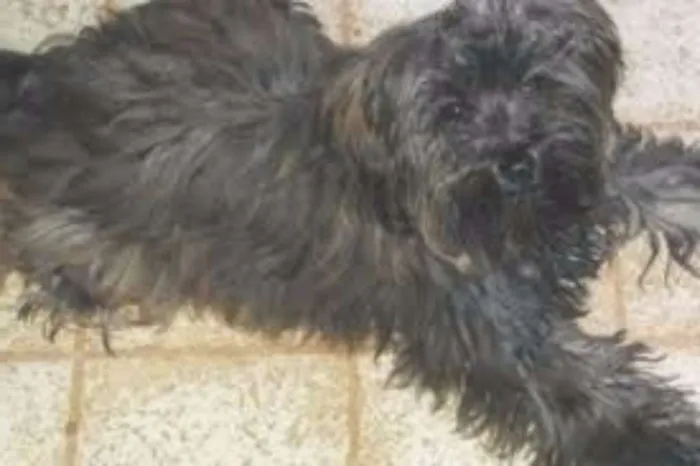 Cachorro ra a Poodle idade 2 anos nome Belinha