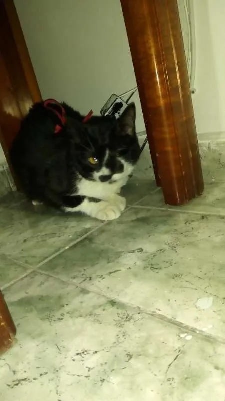 Gato ra a srd idade 2 anos nome Carmen