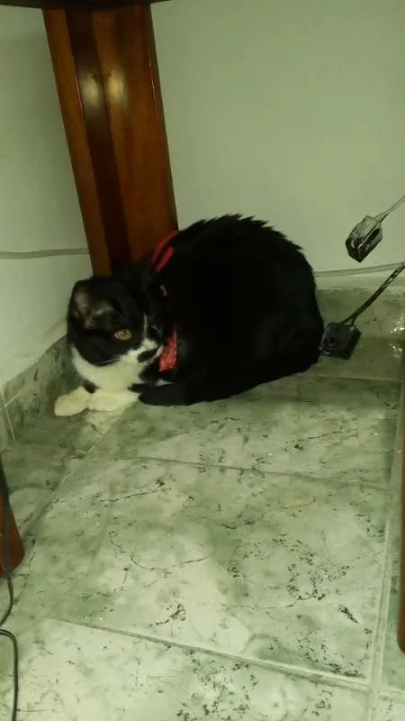 Gato ra a srd idade 2 anos nome Carmen