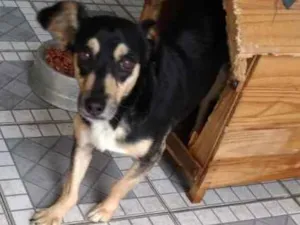 Cachorro raça SRD idade 6 ou mais anos nome pulguinha