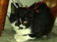 Carmen