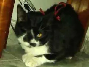 Gato raça srd idade 2 anos nome Carmen